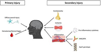 Frontiers Traumatic Brain Injury as Frequent Cause of